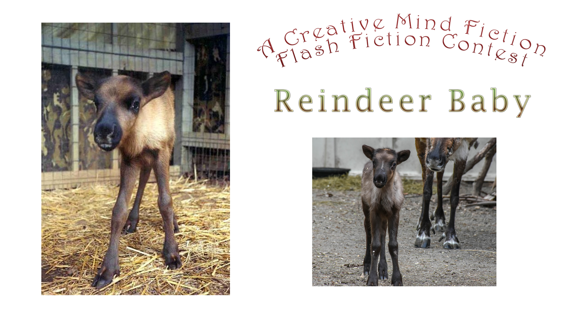 Christmas Writing Prompt: December 11 - December 18, 2019 Reindeer Baby